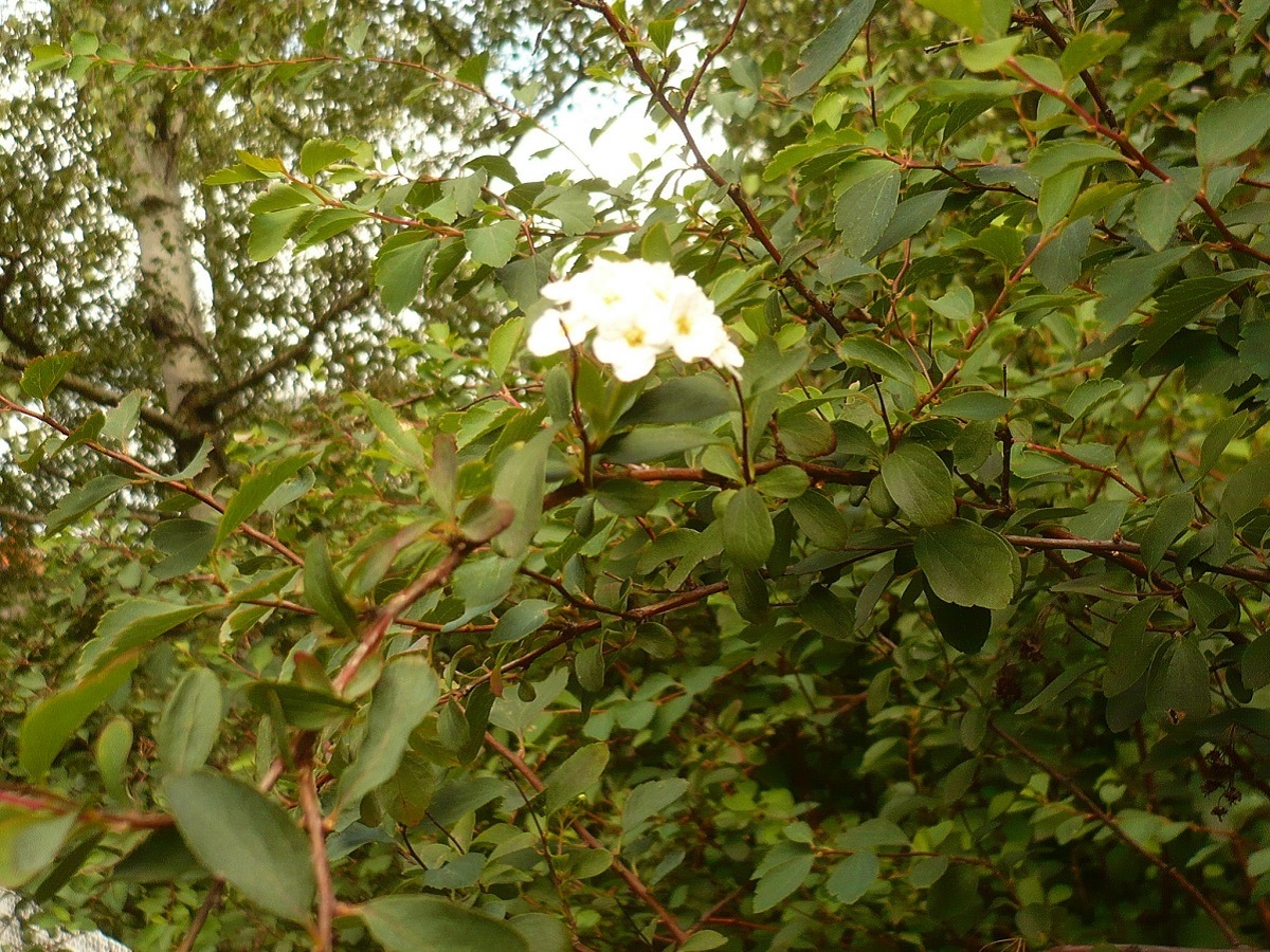 Spiraea x vanhouttei (Rosaceae)